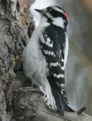 downywoodpecker